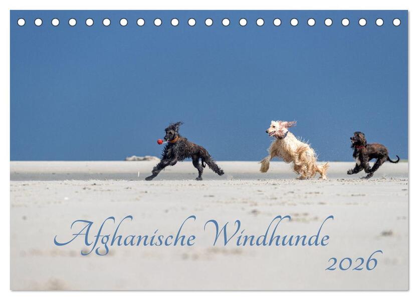 AFGHANISCHE WINDHUNDE 2026 (Tischkalender 2026 DIN A5 quer) CALVENDO Monatskalender