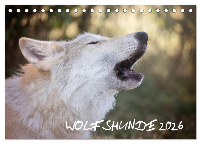 Wolfshunde 2026 (Tischkalender 2026 DIN A5 quer) CALVENDO Monatskalender