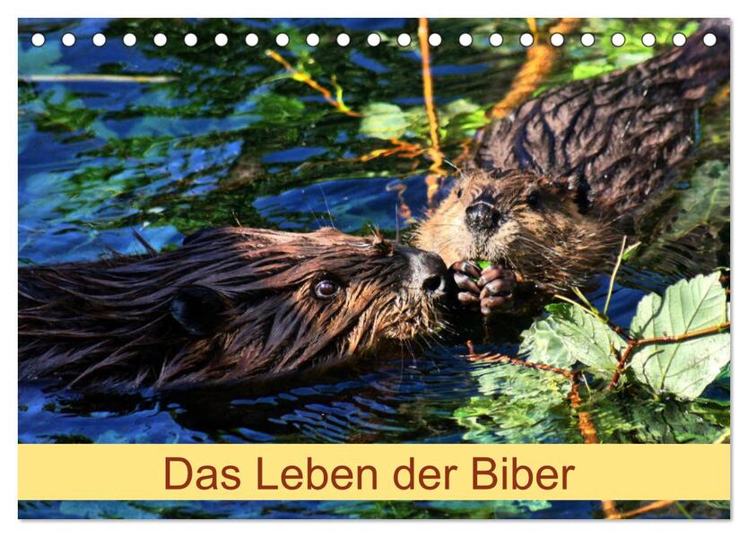 Das Leben der Biber (Tischkalender 2026 DIN A5 quer) CALVENDO Monatskalender