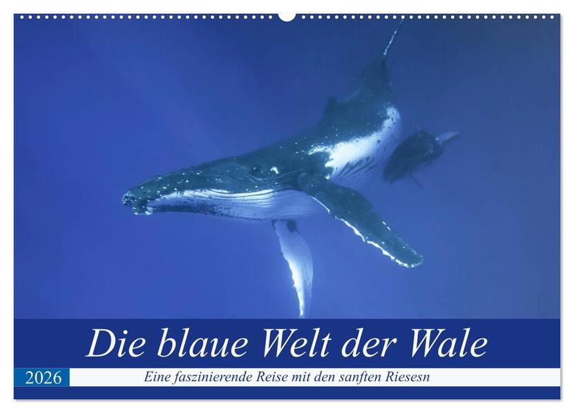Die blaue Welt der Wale (Wandkalender 2026 DIN A2 quer) CALVENDO Monatskalender