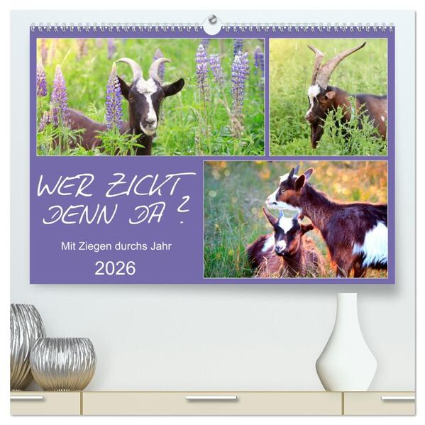 Wer zickt denn da? Mit Ziegen durchs Jahr (hochwertiger Premium Wandkalender 2026 DIN A2 quer) Kunstdruck in Hochglanz