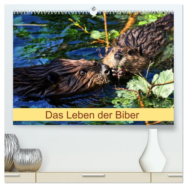 Das Leben der Biber (hochwertiger Premium Wandkalender 2026 DIN A2 quer) Kunstdruck in Hochglanz