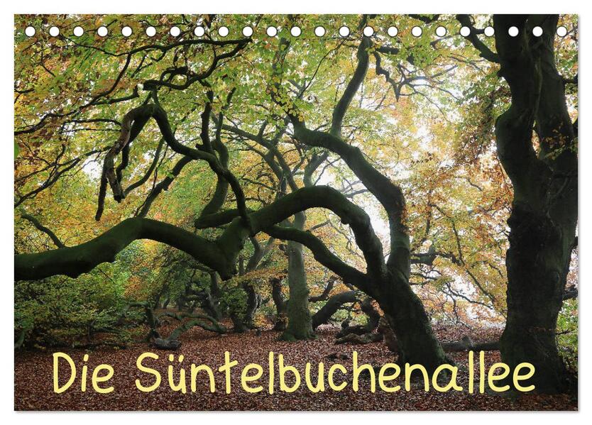 Die Süntelbuchenallee (Tischkalender 2026 DIN A5 quer) CALVENDO Monatskalender