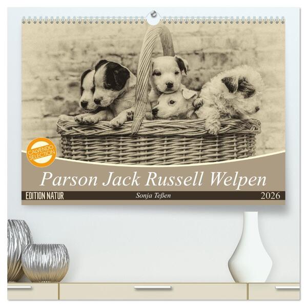 Parson Jack Russel Welpen (hochwertiger Premium Wandkalender 2026 DIN A2 quer) Kunstdruck in Hochglanz