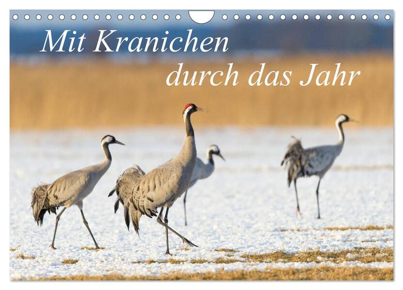 Mit Kranichen durch das Jahr (Wandkalender 2026 DIN A4 quer) CALVENDO Monatskalender