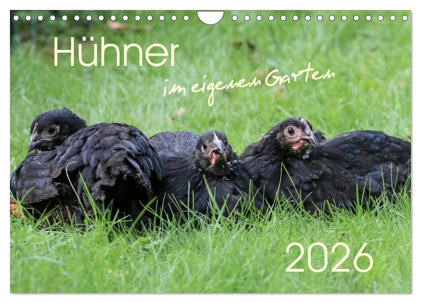 Hühner im eigenen Garten (Wandkalender 2026 DIN A4 quer) CALVENDO Monatskalender