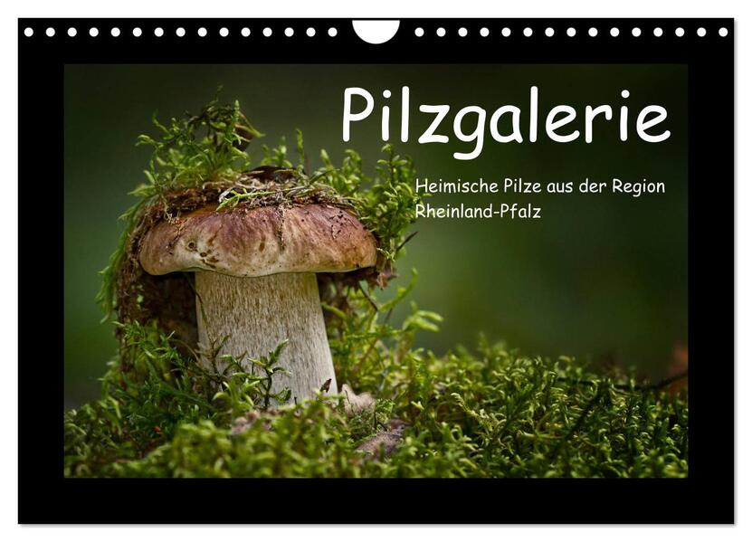 Pilzgalerie - Heimische Pilze aus der Region Rheinland-Pfalz (Wandkalender 2026 DIN A4 quer) CALVENDO Monatskalender