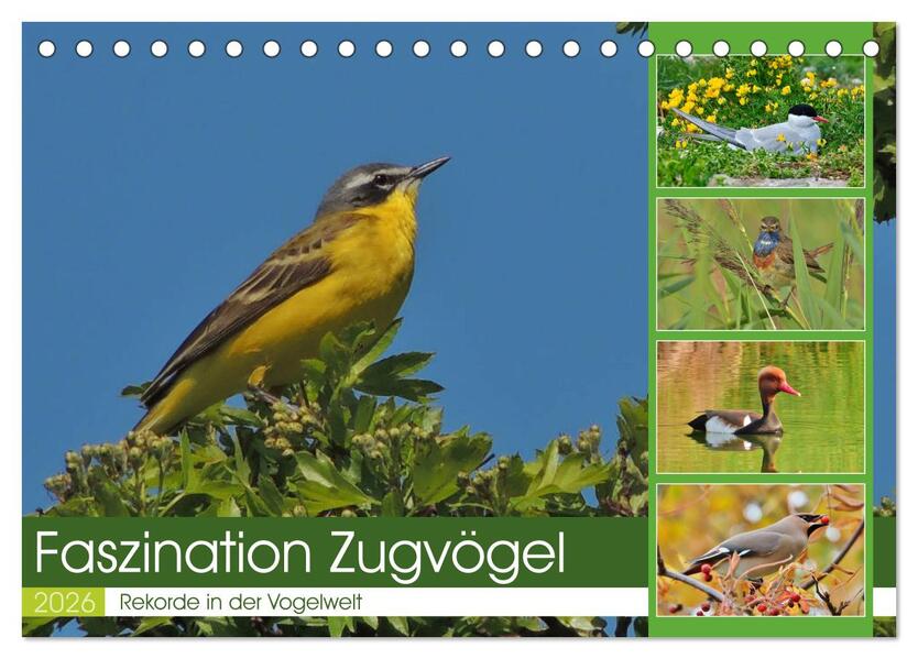 Faszination Zugvögel - Rekorde in der Vogelwelt (Tischkalender 2026 DIN A5 quer) CALVENDO Monatskalender