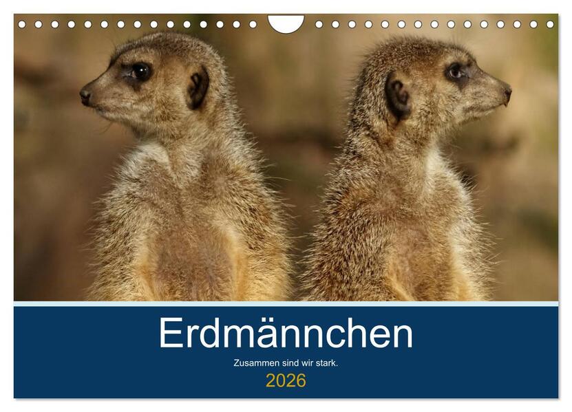 Erdmännchen - Zusammen sind wir stark (Wandkalender 2026 DIN A4 quer) CALVENDO Monatskalender