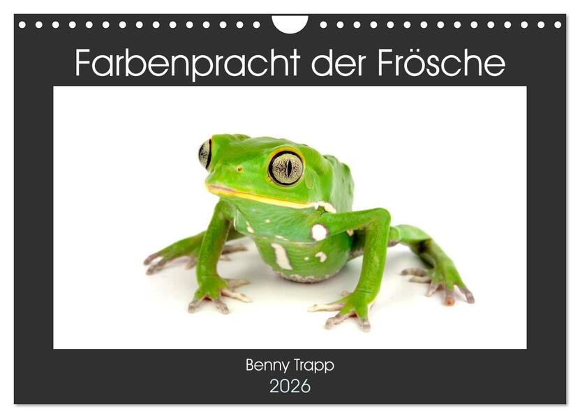 Farbenpracht der Frösche (Wandkalender 2026 DIN A4 quer) CALVENDO Monatskalender
