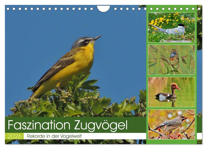 Faszination Zugvögel - Rekorde in der Vogelwelt (Wandkalender 2026 DIN A4 quer) CALVENDO Monatskalender