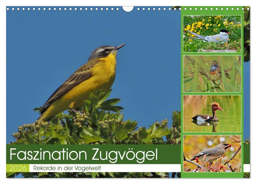Faszination Zugvögel - Rekorde in der Vogelwelt (Wandkalender 2026 DIN A3 quer) CALVENDO Monatskalender