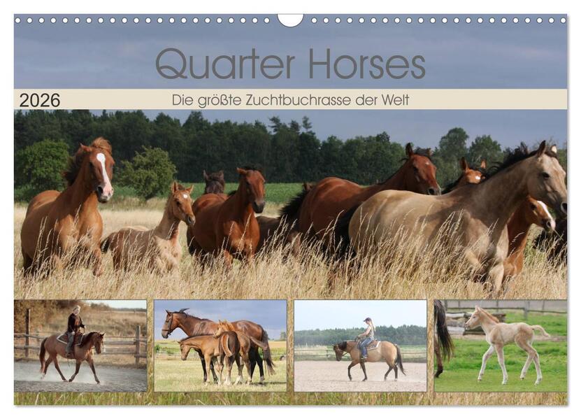 Quarter Horses - Die größte Zuchtbuchrasse der Welt (Wandkalender 2026 DIN A3 quer) CALVENDO Monatskalender