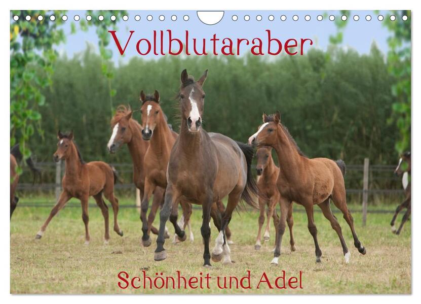Vollblutaraber - Schönheit und Adel (Wandkalender 2026 DIN A4 quer) CALVENDO Monatskalender