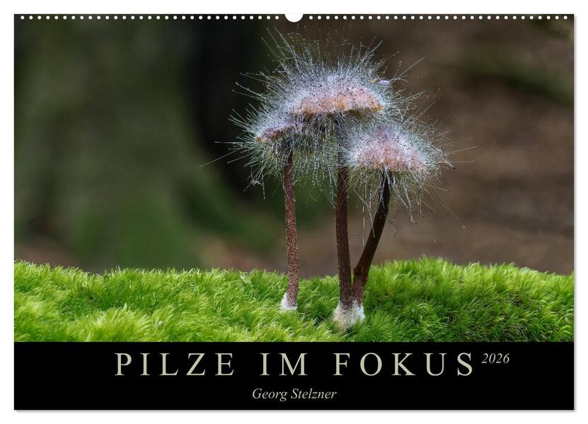 PILZE IM FOKUS 2026 (Wandkalender 2026 DIN A2 quer) CALVENDO Monatskalender