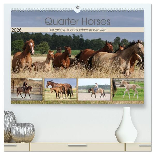 Quarter Horses - Die größte Zuchtbuchrasse der Welt (hochwertiger Premium Wandkalender 2026 DIN A2 quer) Kunstdruck in Hochglanz