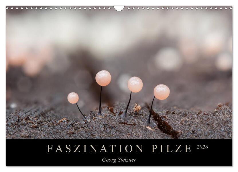 FASZINATION PILZE 2026 (Wandkalender 2026 DIN A3 quer) CALVENDO Monatskalender