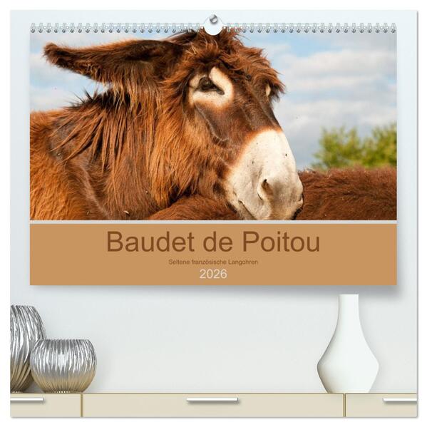 Baudet de Poitou - Seltene französische Langohren (hochwertiger Premium Wandkalender 2026 DIN A2 quer) Kunstdruck in Hochglanz