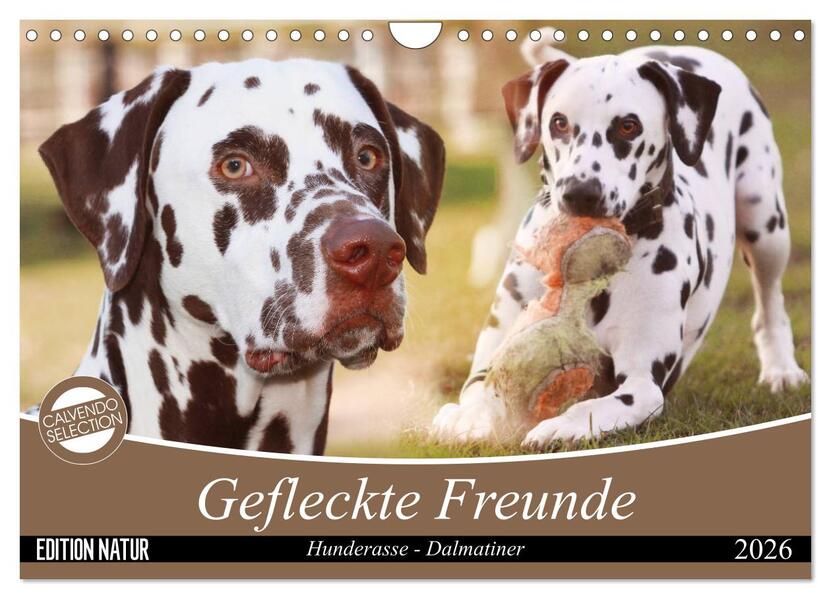 Gefleckte Freunde - Hunderasse Dalmatiner (Wandkalender 2026 DIN A4 quer) CALVENDO Monatskalender