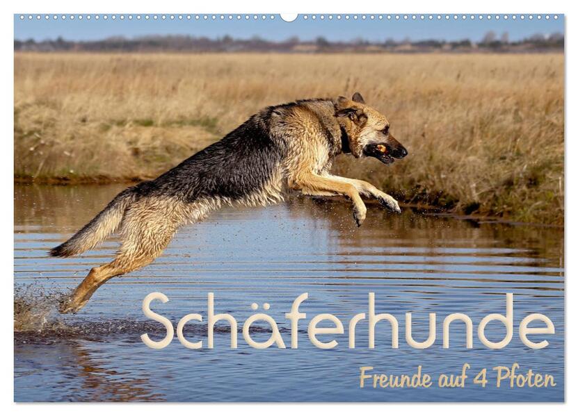 Schäferhunde - Freunde auf 4 Pfoten (Wandkalender 2026 DIN A2 quer) CALVENDO Monatskalender