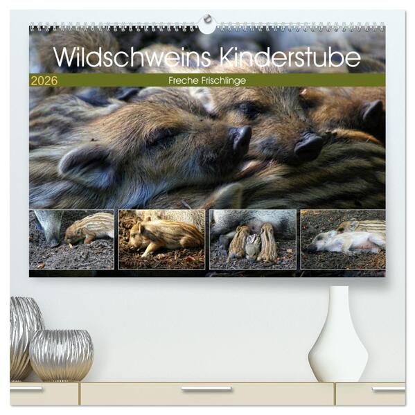 Wildschweins Kinderstube - Freche Frischlinge (hochwertiger Premium Wandkalender 2026 DIN A2 quer) Kunstdruck in Hochglanz