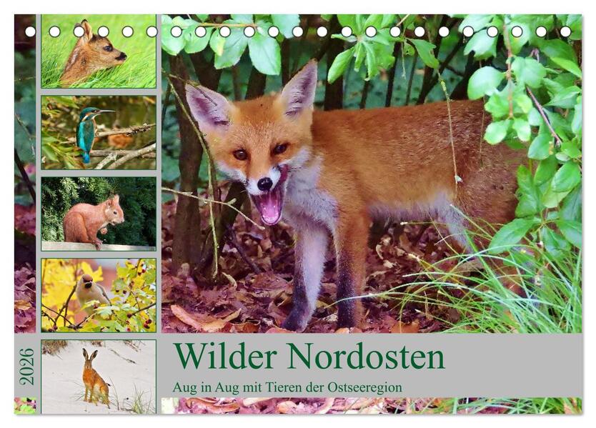 Wilder Nordosten - Aug in Aug mit Tieren der Ostseeregion (Tischkalender 2026 DIN A5 quer) CALVENDO Monatskalender