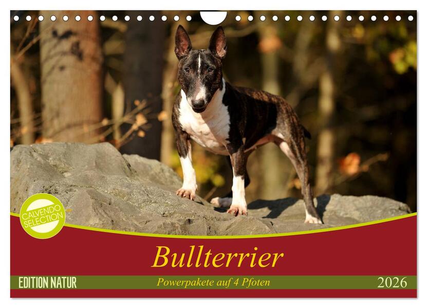 Bullterrier Powerpakete auf 4 Pfoten (Wandkalender 2026 DIN A4 quer) CALVENDO Monatskalender