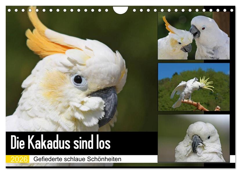 Die Kakadus sind los (Wandkalender 2026 DIN A4 quer) CALVENDO Monatskalender