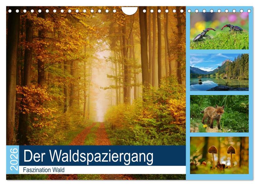 Der Waldspaziergang (Wandkalender 2026 DIN A4 quer) CALVENDO Monatskalender