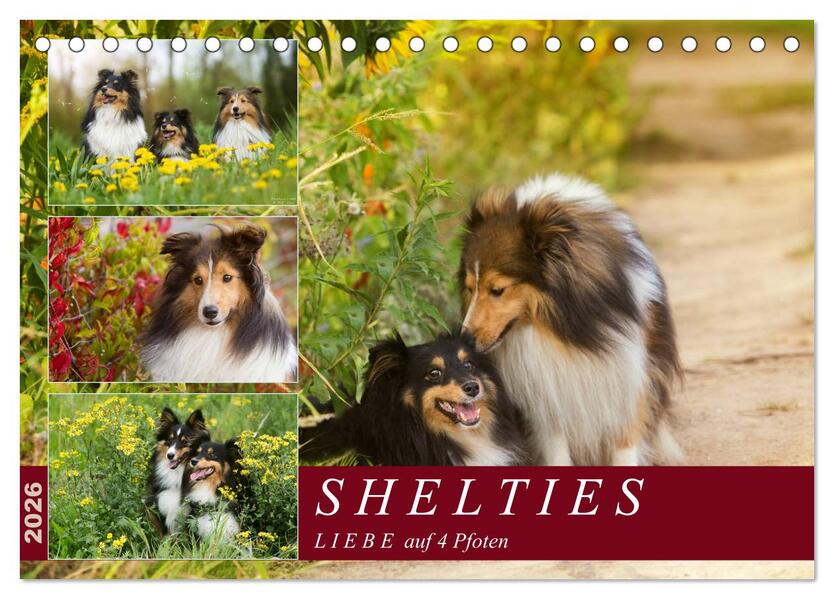 SHELTIES Liebe auf 4 Pfoten (Tischkalender 2026 DIN A5 quer) CALVENDO Monatskalender
