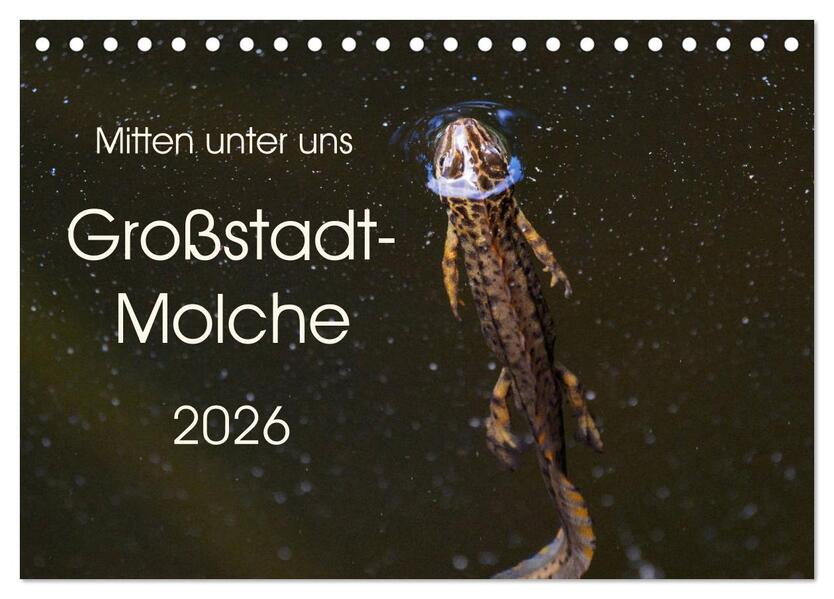 Mitten unter uns - Großstadt-Molche (Tischkalender 2026 DIN A5 quer) CALVENDO Monatskalender