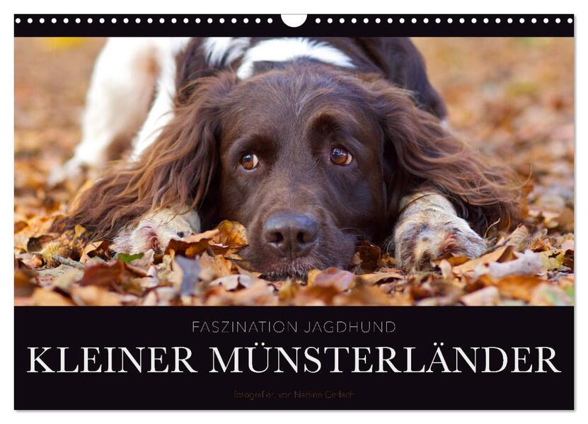 Faszination Jagdhund - Kleiner Münsterländer (Wandkalender 2026 DIN A3 quer) CALVENDO Monatskalender