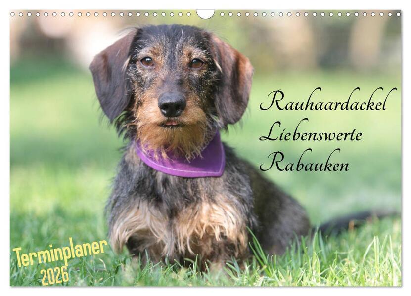 Familienplaner - Liebenswerte Rabauken - Rauhaardackel (Wandkalender 2026 DIN A3 quer) CALVENDO Monatskalender