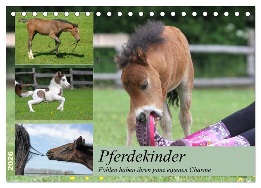 Pferdekinder - Fohlen haben ihren ganz eigenen Charme (Tischkalender 2026 DIN A5 quer) CALVENDO Monatskalender