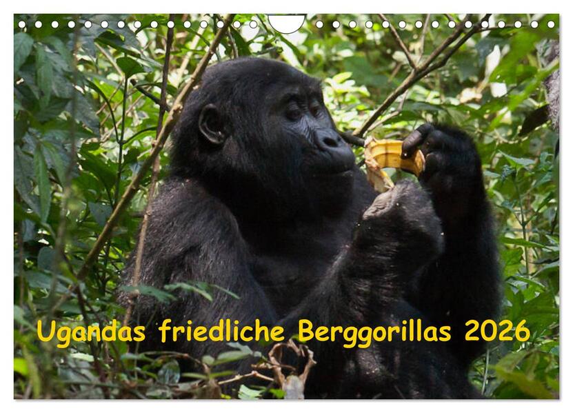 Ugandas friedliche Berggorillas (Wandkalender 2026 DIN A4 quer) CALVENDO Monatskalender