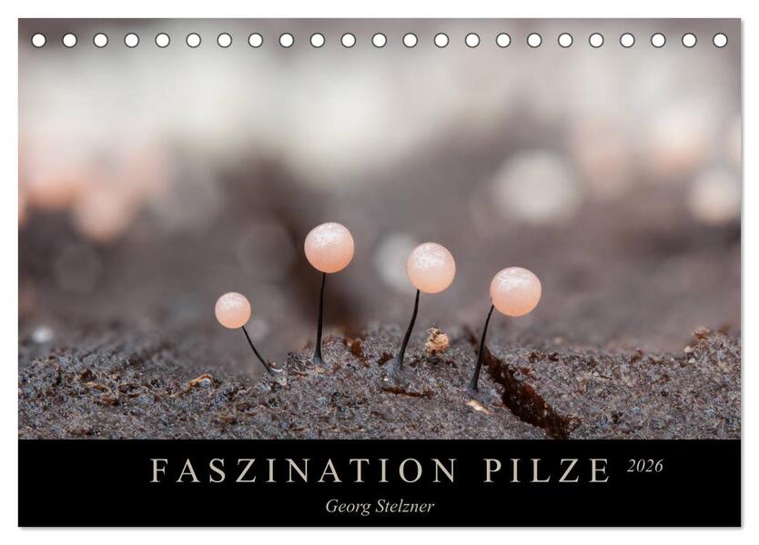 FASZINATION PILZE 2026 (Tischkalender 2026 DIN A5 quer) CALVENDO Monatskalender