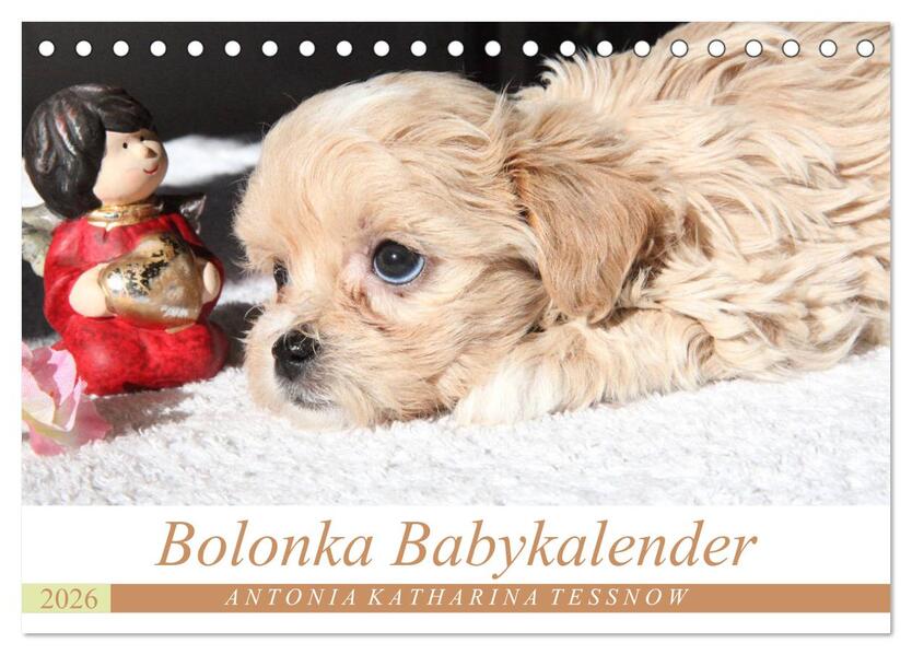 Bolonka Babykalender 2026 (Tischkalender 2026 DIN A5 quer) CALVENDO Monatskalender