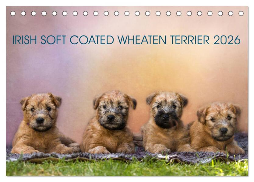 IRISH SOFT COATED WHEATEN TERRIER 2026 (Tischkalender 2026 DIN A5 quer) CALVENDO Monatskalender