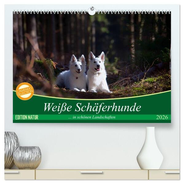 Weiße Schäferhunde in schönen Landschaften (hochwertiger Premium Wandkalender 2026 DIN A2 quer) Kunstdruck in Hochglanz