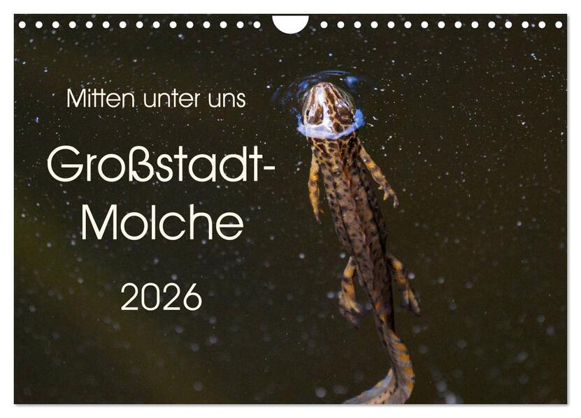 Mitten unter uns - Großstadt-Molche (Wandkalender 2026 DIN A4 quer) CALVENDO Monatskalender