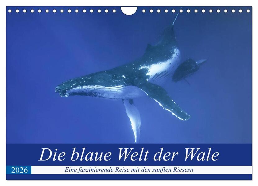 Die blaue Welt der Wale (Wandkalender 2026 DIN A4 quer) CALVENDO Monatskalender
