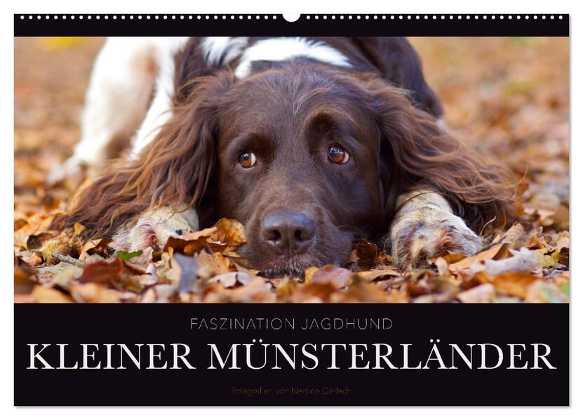 Faszination Jagdhund - Kleiner Münsterländer (Wandkalender 2026 DIN A2 quer) CALVENDO Monatskalender