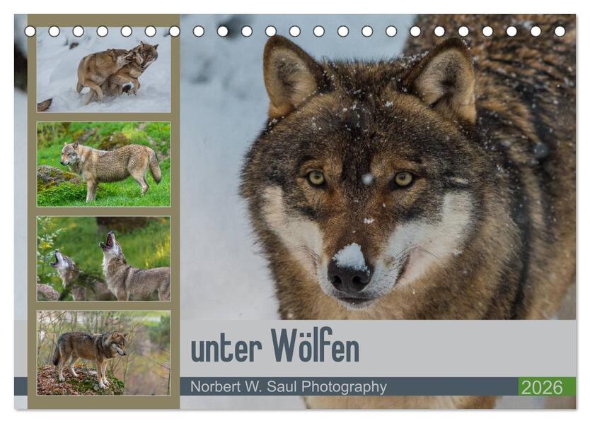 unter Wölfen (Tischkalender 2026 DIN A5 quer) CALVENDO Monatskalender