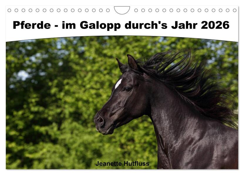 Pferde - im Galopp durch's Jahr 2026 (Wandkalender 2026 DIN A4 quer) CALVENDO Monatskalender