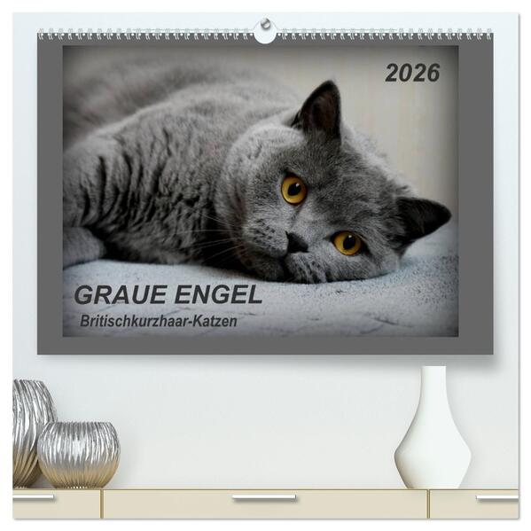 GRAUE ENGEL Britischkurzhaar-Katzen (hochwertiger Premium Wandkalender 2026 DIN A2 quer) Kunstdruck in Hochglanz