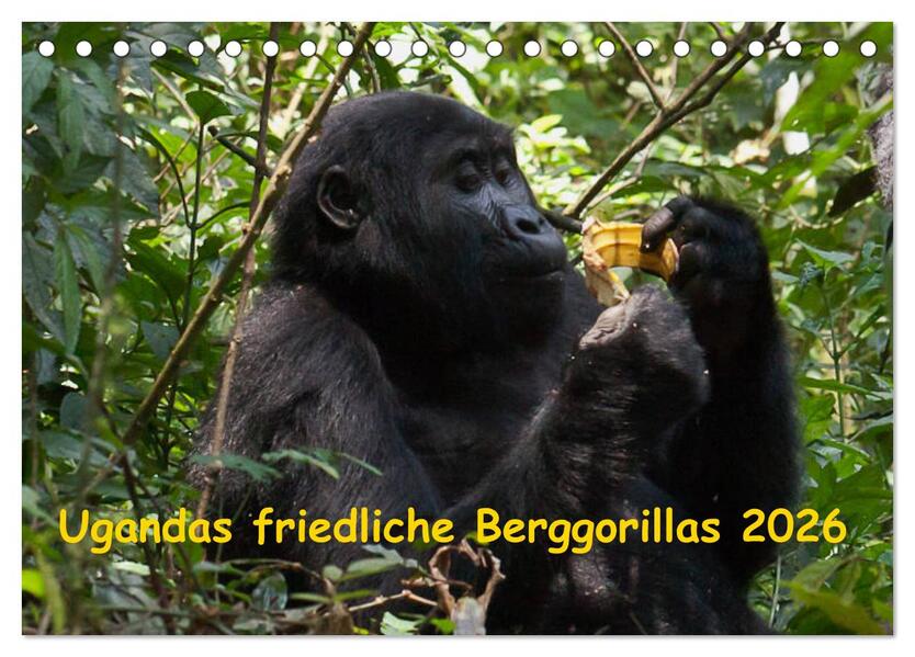 Ugandas friedliche Berggorillas (Tischkalender 2026 DIN A5 quer) CALVENDO Monatskalender