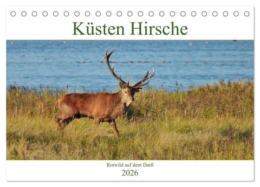 Küsten Hirsche - Rotwild auf dem Darß (Tischkalender 2026 DIN A5 quer) CALVENDO Monatskalender
