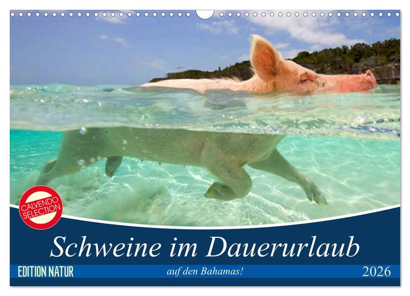 Schweine im Dauerurlaub auf den Bahamas! (Wandkalender 2026 DIN A3 quer) CALVENDO Monatskalender