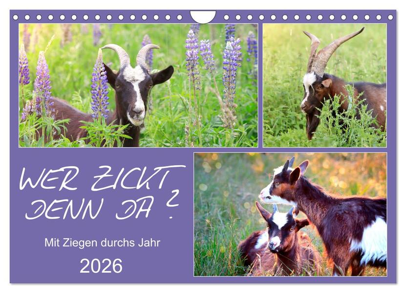 Wer zickt denn da? Mit Ziegen durchs Jahr (Wandkalender 2026 DIN A4 quer) CALVENDO Monatskalender
