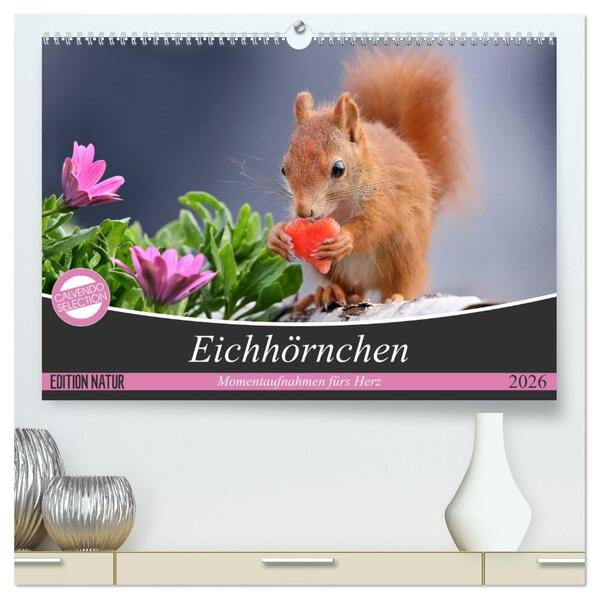 Eichhörnchen Momentaufnahmen fürs Herz (hochwertiger Premium Wandkalender 2026 DIN A2 quer) Kunstdruck in Hochglanz
